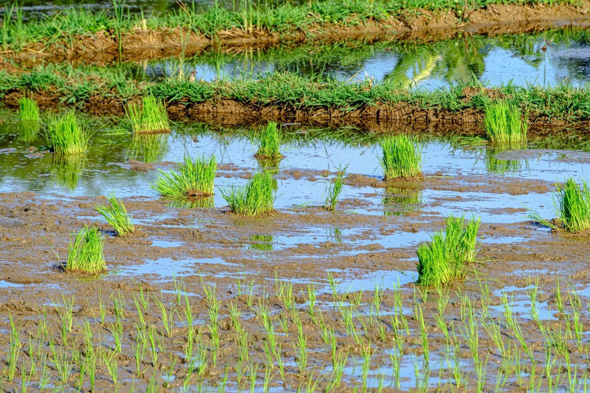 Nha Tan - Mai Chau Homestay And Tours エクステリア 写真